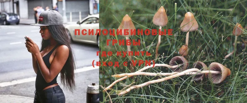 купить закладку  это клад  Галлюциногенные грибы Psilocybine cubensis  Стрежевой 